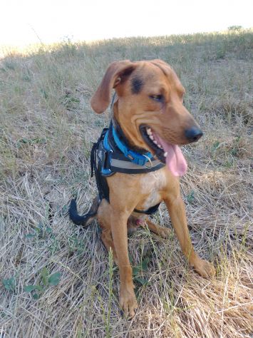 2/3anni segugino veniva cacciato!! Urgente aiuto!MOLISE SOS - Foto 2