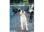 ADAMO, splendido mix labrador