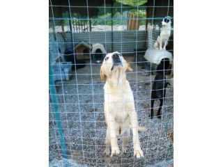 ADAMO, splendido mix labrador