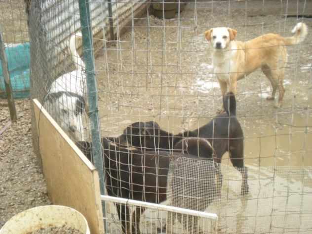 TIMY E PRINCESS, due dolcissime cagnoline taglia piccola - Foto 4