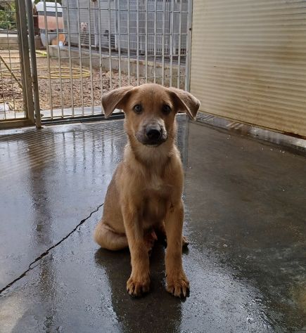 Paride dolce cucciolo in adozione - Foto 6