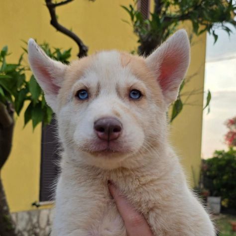 Cuccioli di husky cercano casa