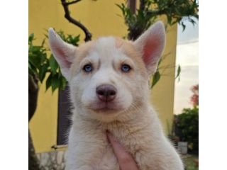Cuccioli di husky cercano casa