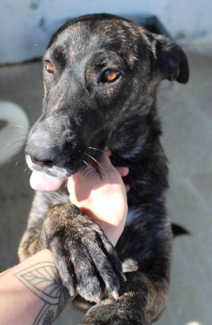 SIMONETTA 2 ANNI SIMIL MALINOIS TIGRATA IN CANILE DA QUANDO AVEVA POCHI GIORNI D - Foto 5