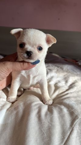 chihuahua toy pelo corto - Foto 2