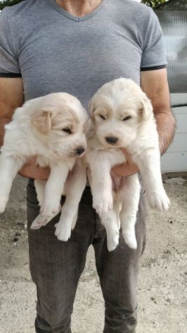 Regalo Cuccioli Pastore Maremmano - Foto 2