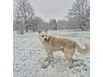 Cercasi dog sitter