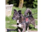 FLASH, 6 ANNI, TAGLIA MEDIO PICCOLA, RINCHIUSO PER TUTTA LA VITA
