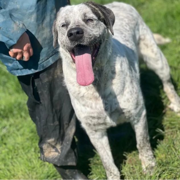 JAGO E ZENO ADORABILI TENERONI CANI IN ADOZIONE DI COPPIA tg MEDIA - Foto 6