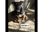 MAURA, VARCO, ROSEA, PEPPINO, CUCCIOLI IN ADOZIONE
