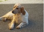 GORO E PIRU', splendidi cani in pericolo!
