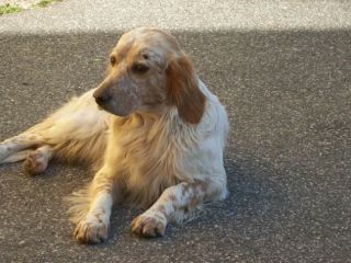 GORO E PIRU', splendidi cani in pericolo!