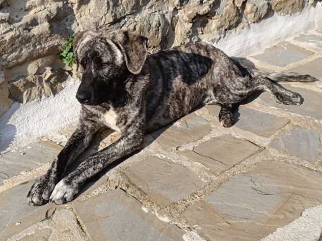CUCCIOLONE IN ADOZIONE , vive in strada - Foto 3