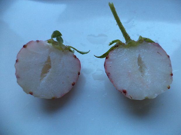 Fragola rosa weibe - Foto 2