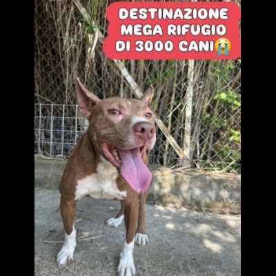 TRUMP AFFETTUOSO SOCIEVOLE CANE IN ADOZIONE URGENTE - Foto 4