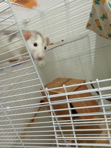 Coppia rattine dumbo - Foto 3