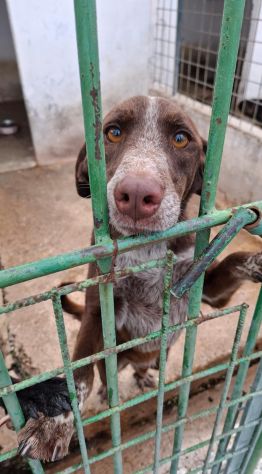 CHOCOLAT 4 ANNI SIMIL BRACCO - Foto 2