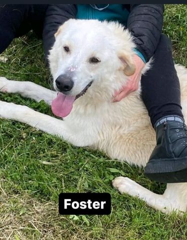 FOSTER cane in adozione - Foto 2