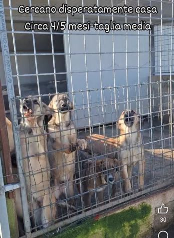 CUCCIOLI IN ADOZIONE taglia media - Foto 9