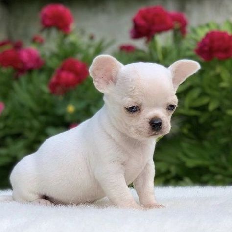 CHIHUAHUA TOY CUCCIOLI BIANCHI pag in comode rate