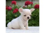 CHIHUAHUA TOY CUCCIOLI BIANCHI pag in comode rate