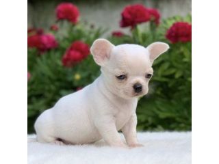 CHIHUAHUA TOY CUCCIOLI BIANCHI pag in comode rate