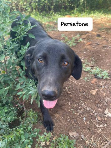 Persefone simil labrador - Foto 3