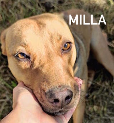 Milla