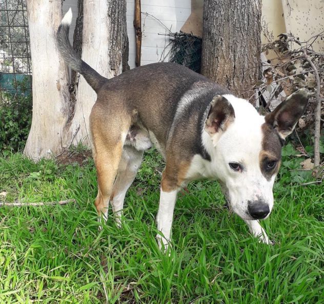 JACK, splendido simil pitbull - Foto 4