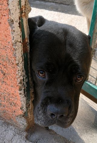 MILA CANE CORSO 5/6 ANNI E’ IN CANILE - Foto 4