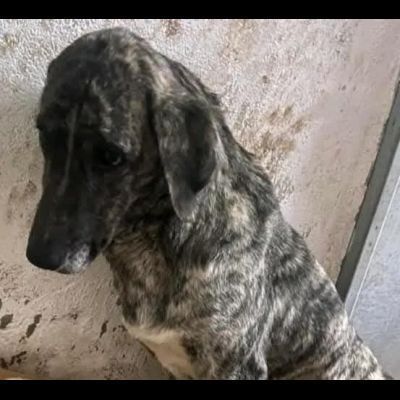 Bellissima Tea cagnolina in adozione