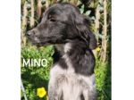 Mino simil setterino 14 kg