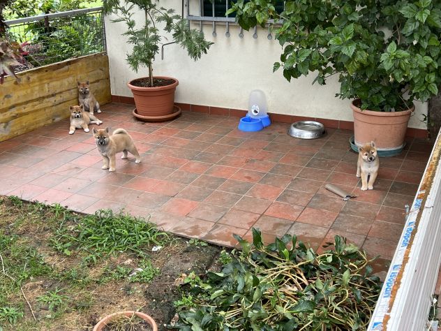Cuccioli di Shiba Inu - Foto 7