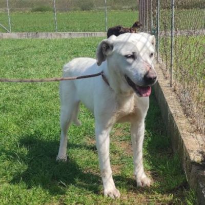 NEVE; SPLENDIDA CAGNOLONA, DIMENTICATA IN CANILE,  IN ADOZIONE - Foto 5