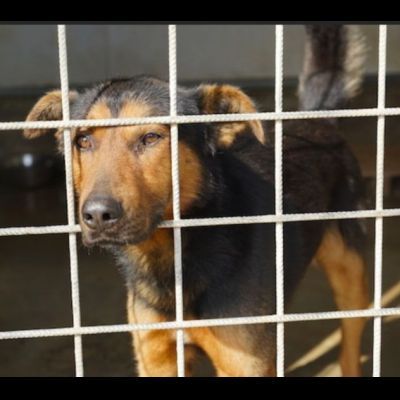 GRISU' la vita tra le sbarre, cane in adozione, tg medio contenuta - Foto 7