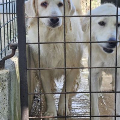 DANTE E ULISSE MIX PMA E GOLDEN CERCANO CASA, CANI IN ADOZIONE - Foto 5