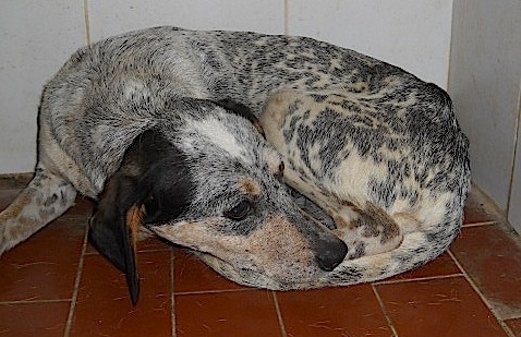 NALA, cagnolina taglia piccola - Foto 2