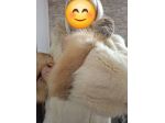 Vendo pelliccia di volpe