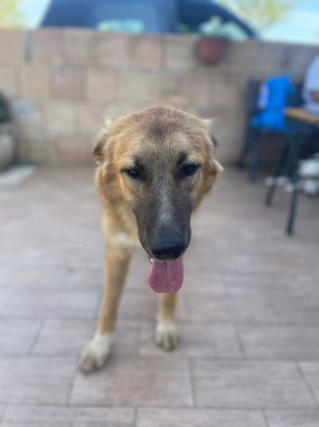 Tonino cucciolo