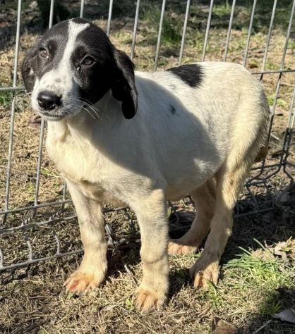 CUCCIOLE 5 MESI taglia media SONO IN CANILE - Foto 2