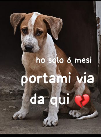 ARYA CUCCIOLA PITBULL 6 MESI