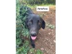Persefone simil labrador