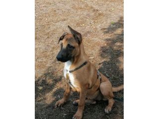 3anni e 1/2 Pastore Belga Malinois salvata sotto la pioggia 2anni fa!SOS NAPOLI