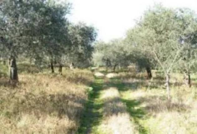 Immobile in asta di 7358 m² in vendita a Barile - Foto 2
