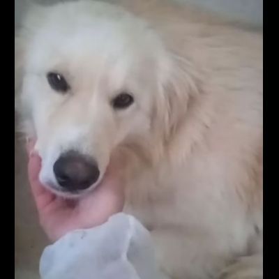 DEA GIOVANE E BELLISSIMA CAGNOLINA IN ADOZIONE - Foto 4