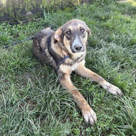 JOHNNY LA DOLCEZZA, CUCCIOLO IN ADOZIONE - Foto 5