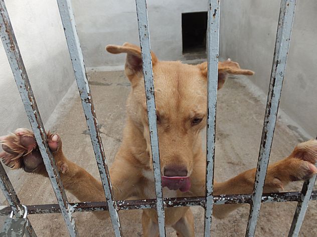 Romeo, pieno di voglia di vivere - Foto 6