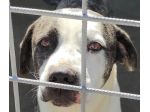 CANE IN ADOZIONE: MAX