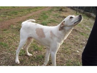 EIDEN, bellissimo e affettuoso cucciolotto