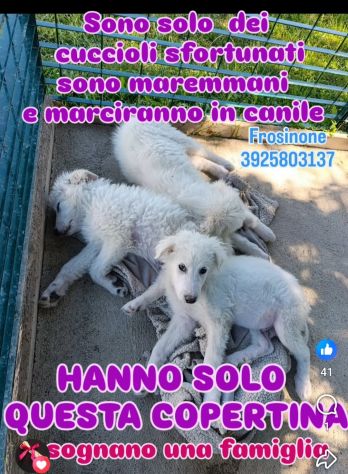 SPLENDIDI CUCCIOLI PMA IN ADOZIONE - Foto 2